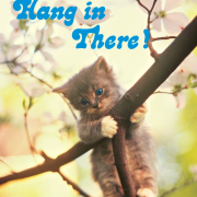 Kitten hangs from tree branch